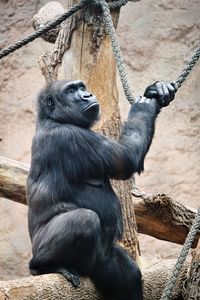 Low angle view of gorilla sitting on wood at zoo