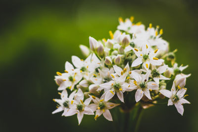 Close-up of white flowers blooming in garden