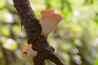 Close-up of lichen on tree trunk