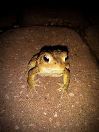 High angle view of frog