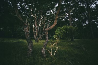 Trees growing on landscape