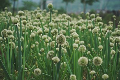 Close-up of flowers growing in field