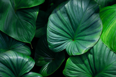 Closeup nature view of tropical leaves background, dark nature concept