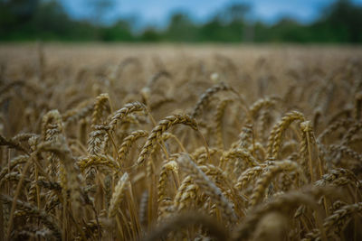 Close-up of wheat field