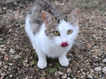 High angle view of cat on field