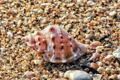 Close-up of crab in sea