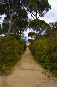 Footpath amidst trees