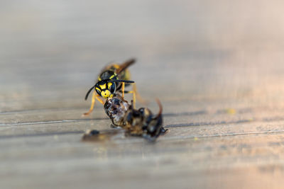 Close-up of fly on table