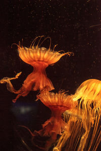 Close-up of jellyfish in aquarium