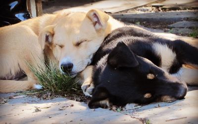 Close-up of dog relaxing outdoors