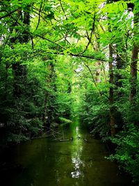 Scenic view of lake amidst trees in forest