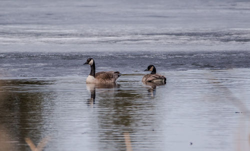 Ducks swimming on lake