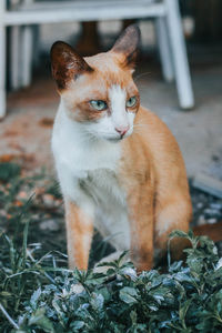 Portrait of cat sitting outdoors