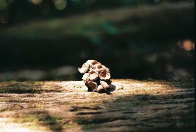 Close-up of mushroom growing on land