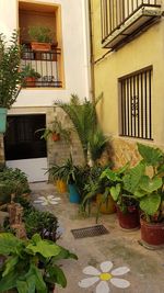 Potted plant against building