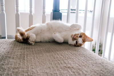 Young cat laying at the top of stairs showing its belly