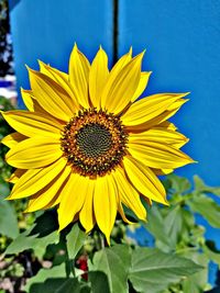 Close-up of sunflower