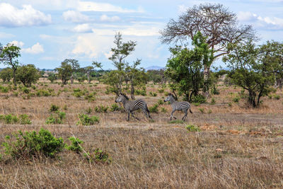 Wild african animals in mikumi national park in tanzania in africa on safari