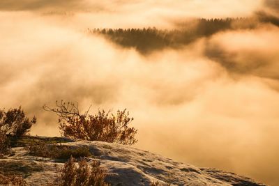 Trees on snow covered land against sky during sunset