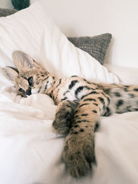 Serval sleeping on bed