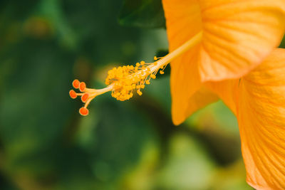 Close-up of orange flowering plant