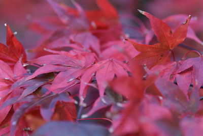 Close-up of autumnal leaves