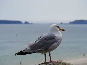 Seagull perching on a beach