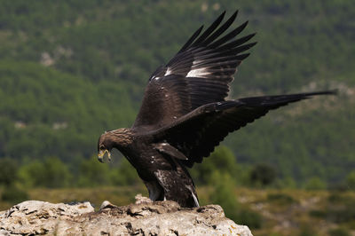 Golden eagle resting in summer day