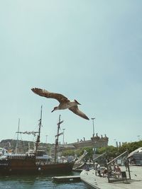 Birds in flight