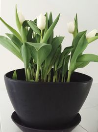Close-up of potted plant