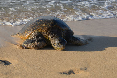 Turtle on beach