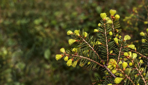 Close-up of yellow flowering plant