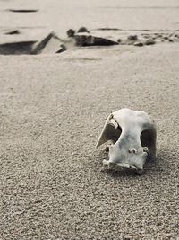 High angle view of animal skull on beach