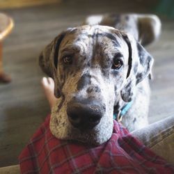 Close-up portrait of dog