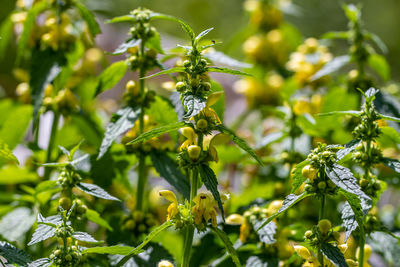 Close-up of flowering plant