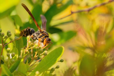 Close-up of butterfly pollinating on flower