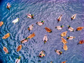 High angle view of birds swimming in lake