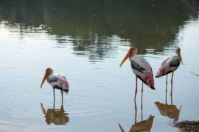 View of ducks in lake