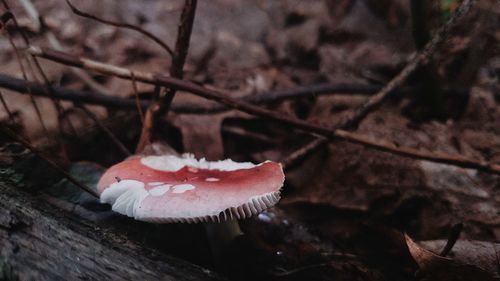 Close-up of mushroom growing outdoors