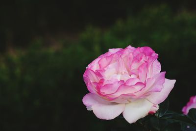 Close-up of pink rose