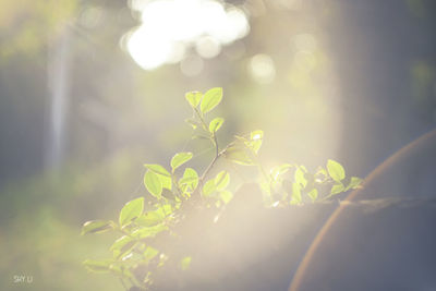 Close-up of leaves on plant during sunny day