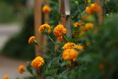 Close-up of yellow flowering plant