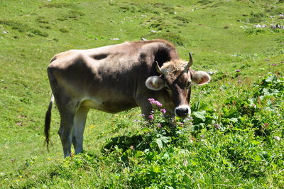 Cows in a field