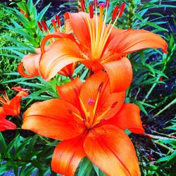 Close-up of orange flower