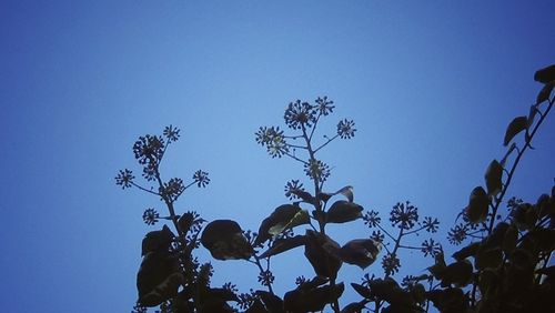 Low angle view of silhouette trees against clear blue sky