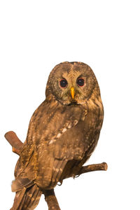 Close-up of owl perching against white background