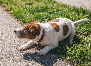 A small jack russell terrier dog walking with his owner in a city alley. outdoor pets