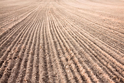 Full frame shot of agricultural field