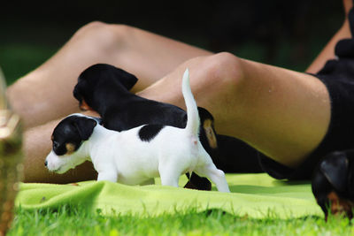 Low section of puppy on grass playing with boy