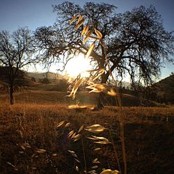 Trees on field at sunset